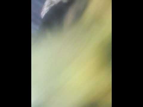 berger allemand croisé bouvier bernois 1 an