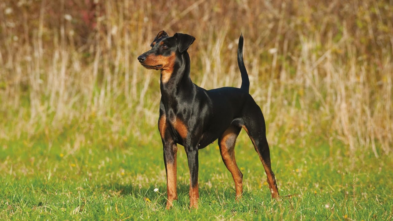 Pinscher : Découvrez les Avantages et Inconvénients de Cette Race Incroyable