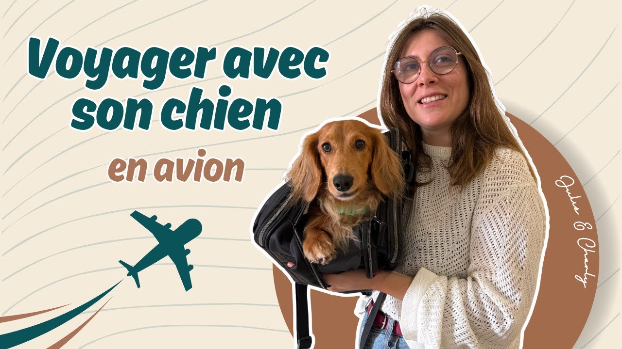 Voyager avec son chien en avion : tout ce qu’il faut savoir