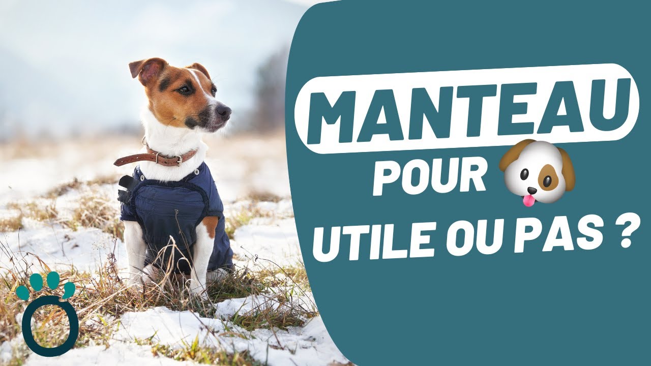 Un MANTEAU pour son CHIEN : utile ou non ?