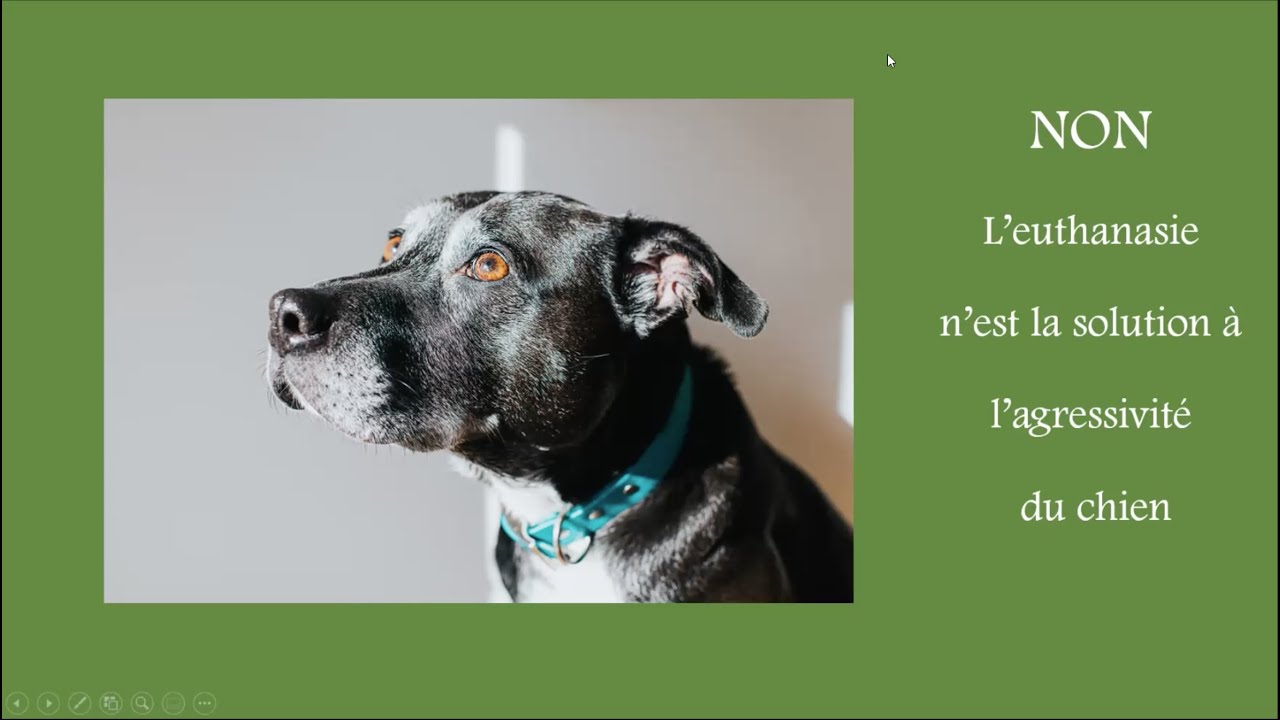Conférence : Non, l'euthanasie n'est pas la solution à l'agressivité du chien