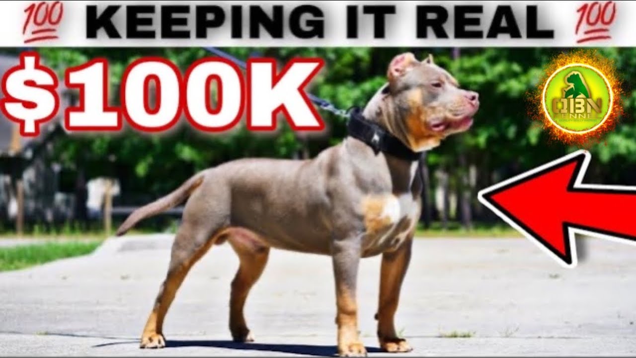 All You Need to Know About American Bully XL Colors