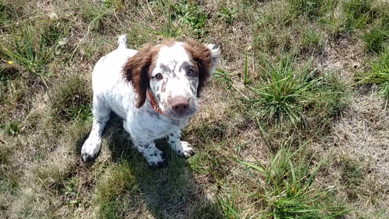 Sagesse à l'envol après 2 semaines de dressage sur Springer Spaniel