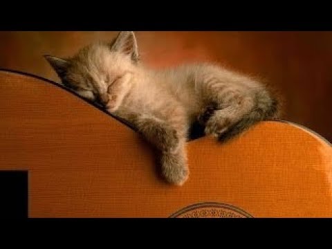 Thérapie Musicale pour Chiens et Chats Anxieux et Agités | Puissant Déstressant | Sommeil Paisible