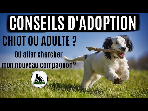 CONSEILS D'ADOPTION : Chiot ou chien  adulte ? Où aller chercher son nouveau compagnon ?