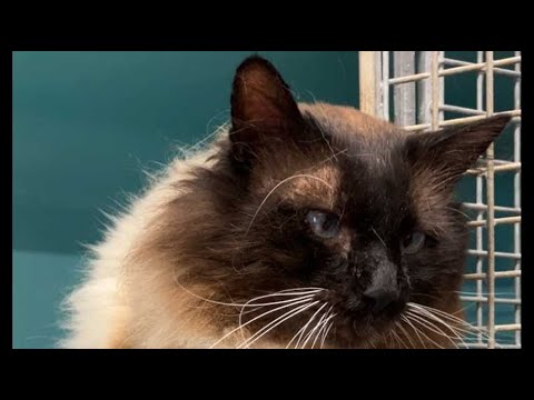 VIDÉO. Indre-et-Loire : les chiens et chats « coups de cœur » à adopter de la SPA à Luynes