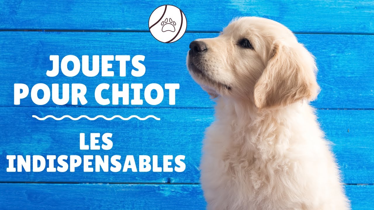 Quel JOUET CHOISIR pour son CHIOT ? 🐶 TOP JOUET CHIEN