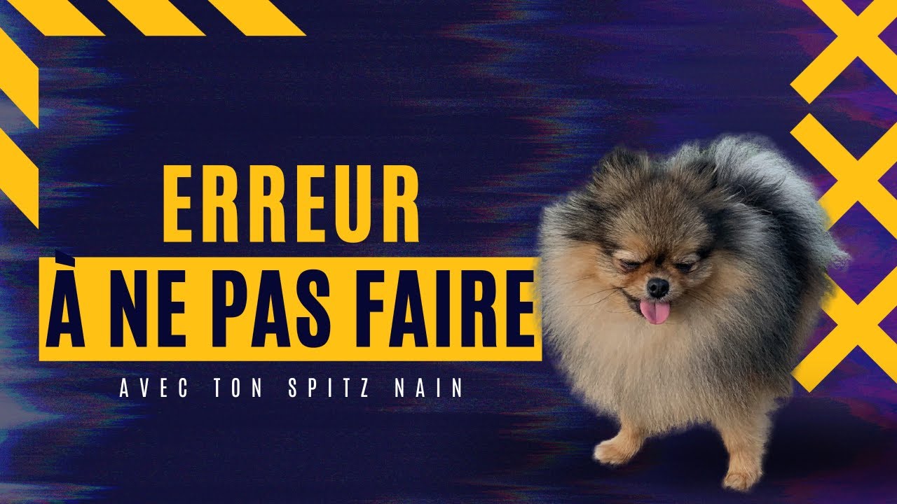 🐶 Les erreurs à ne pas faire avec son Spitz 🐾:✦ 100% #POMERANIAN #chihuahua #louloudepomeranie #top