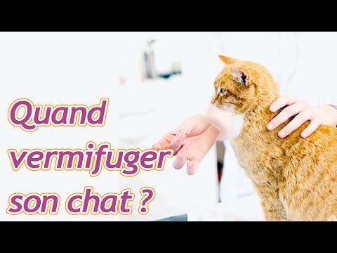 À quelle fréquence faut-il vermifuger son chat
