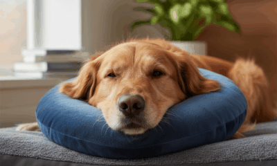 découvrez l'utilité de la collerette pour chien, nos conseils pour bien la choisir et des astuces pratiques pour assurer le confort et la sécurité de votre compagnon pendant sa guérison.