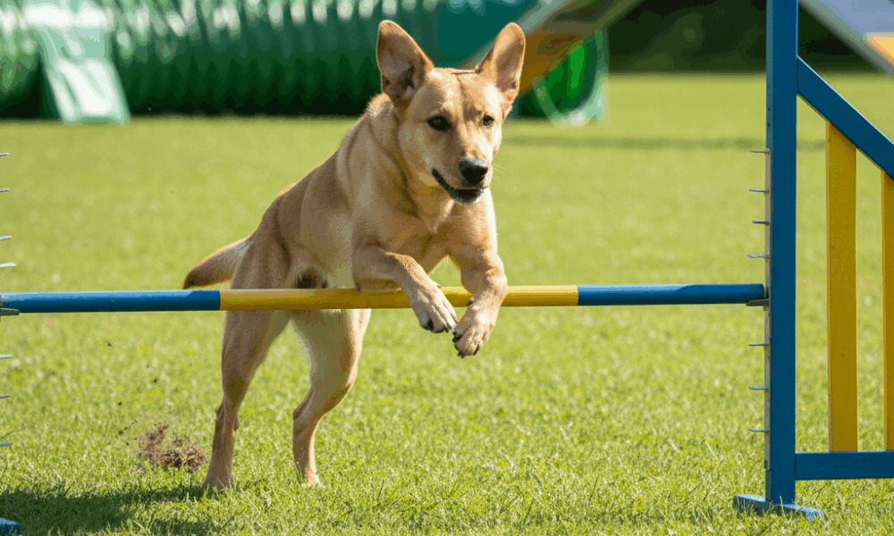 découvrez le labrador croisé berger malinois, un compagnon énergique et loyal. apprenez tout sur son caractère, son éducation et ses besoins pour une relation harmonieuse.