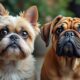 découvrez le top 2025 des races de chiens les plus surprenantes, moches mais adorables, pour craquer devant leur charme unique et inattendu.