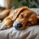 découvrez combien d'heures un chien doit dormir et tout ce qu'il faut savoir sur ses besoins en sommeil pour assurer sa santé et son bien-être.