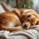 découvrez ce que les différentes positions de sommeil de votre chien révèlent sur son bien-être, son humeur et sa santé pour mieux comprendre votre compagnon à quatre pattes.