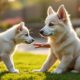 découvrez notre guide essentiel pour bien commencer l'éducation de votre chiot berger blanc suisse. conseils pratiques et astuces pour un apprentissage réussi dès les premiers jours.