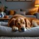 découvrez des solutions pratiques pour aider votre chien à mieux dormir la nuit et améliorer son bien-être grâce à nos conseils efficaces.