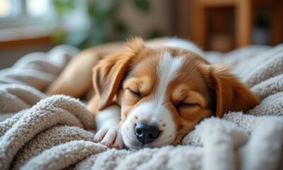 découvrez combien d'heures de sommeil sont normales pour votre chiot selon son âge en 2025. apprenez à reconnaître si votre chiot dort trop et comment assurer un sommeil sain et équilibré.