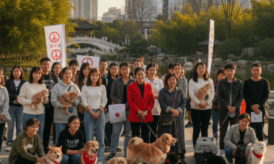 découvrez les résultats d'une nouvelle enquête à dalian, chine, révélant un large soutien public pour la protection des animaux de compagnie et l'abolition du commerce de viande de chiens et de chats.