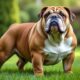 découvrez tout sur l'old english bulldog : ses caractéristiques physiques, son tempérament unique et les conseils essentiels pour son entretien et bien-être au quotidien.