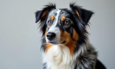 découvrez tout sur le border collie bleu merle, un chien exceptionnel reconnu pour son intelligence remarquable et son pelage unique. apprenez à connaître ses caractéristiques, son tempérament et ses besoins.