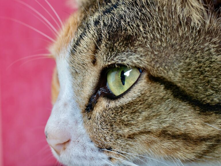 Chat avec un œil rouge : quand consulter le vétérinaire