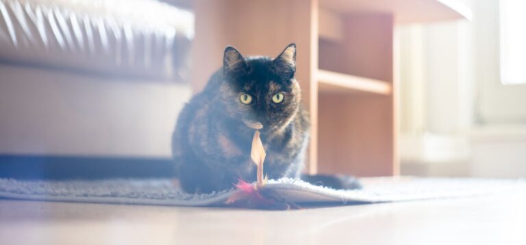 Jouet souris électrique pour chat : l&rsquo;indispensable
