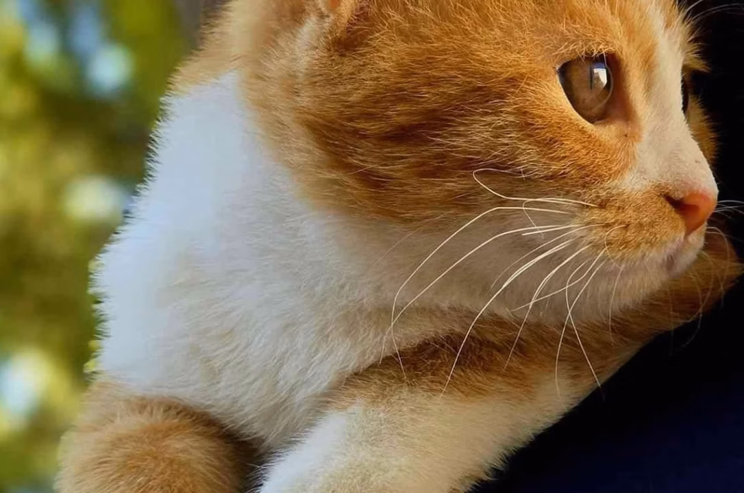 Adopter un chat : toutes les informations pratiques