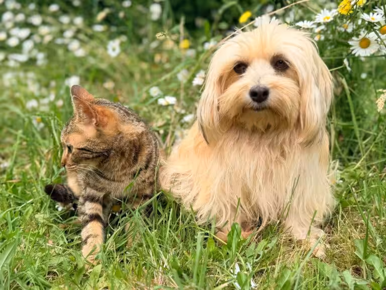 Chien ou chat : découvrez le véritable budget annuel, près de 1 000 euros pour choyer votre compagnon