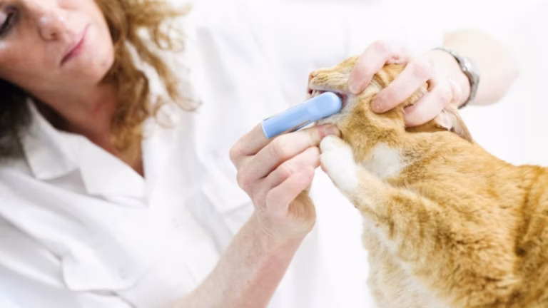 Chat avec une patte gonflée : diagnostic vétérinaire