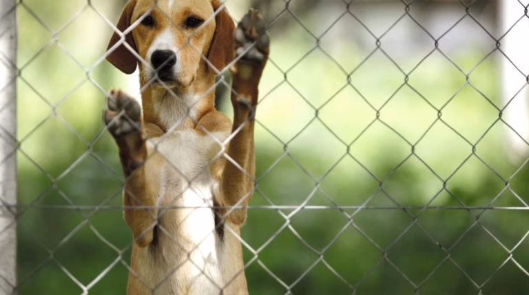 Laisser son chien en cage durant son absence : une solution judicieuse ou à éviter ?