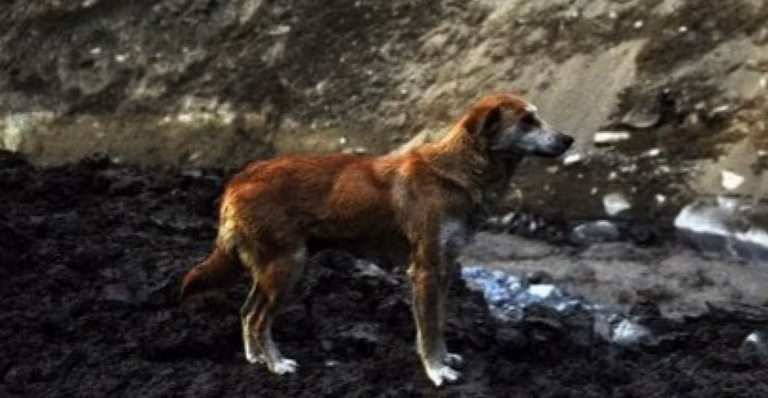 Un chien chute du troisième étage : les forces de l&rsquo;ordre mettent au jour une dizaine d&rsquo;animaux en situation d&rsquo;abandon