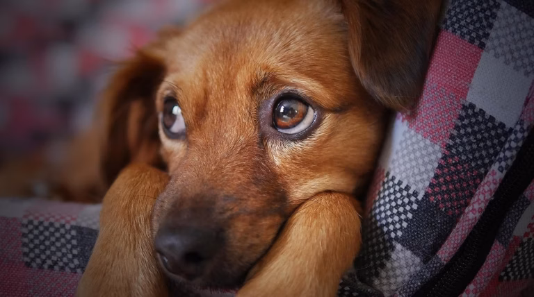 Chien féral : découvrez ce qu&rsquo;il est vraiment et comment savoir si le vôtre en fait partie