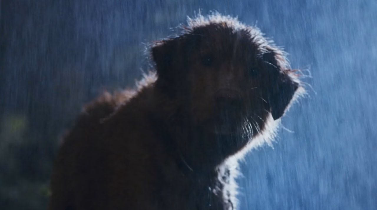 Chien effrayé par l&rsquo;orage : 5 conseils essentiels des vétérinaires (et l’erreur à éviter absolument