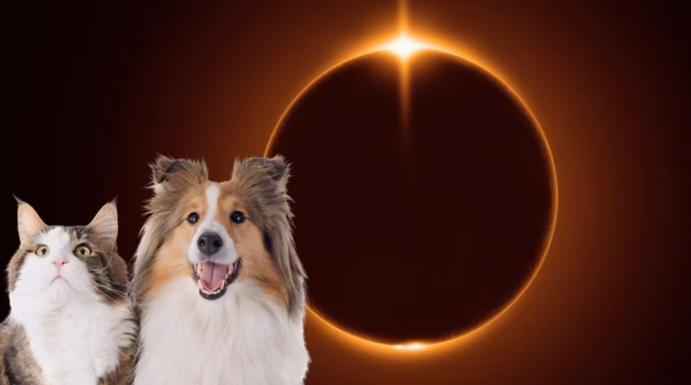 Comportements insolites : comment chiens et oiseaux réagissent lors d’une éclipse solaire totale