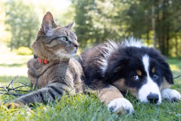 Incendies : les meilleurs conseils pour protéger vos animaux
