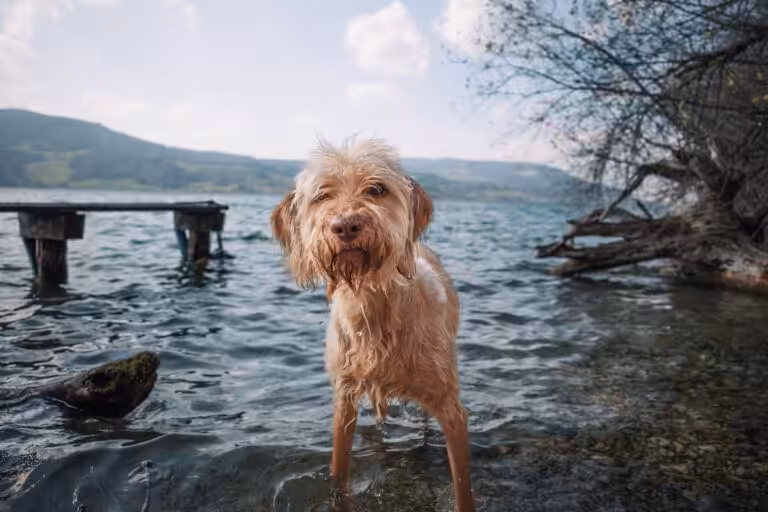 Cyanobactéries : un chien succombe après une baignade, nos conseils pour protéger vos animaux