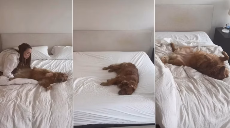 Dormir avec son chien : la SPA de Lyon révèle les véritables critères à considérer avant de partager son lit