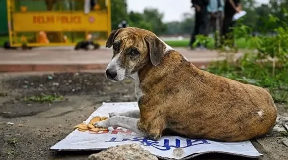 VIDÉO. Une femme retrouve son chien cinq ans après sa disparition, caché dans un refuge à des centaines de kilomètres