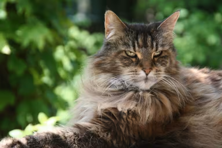 Maine Coon : combien coûte ce chat de race ?