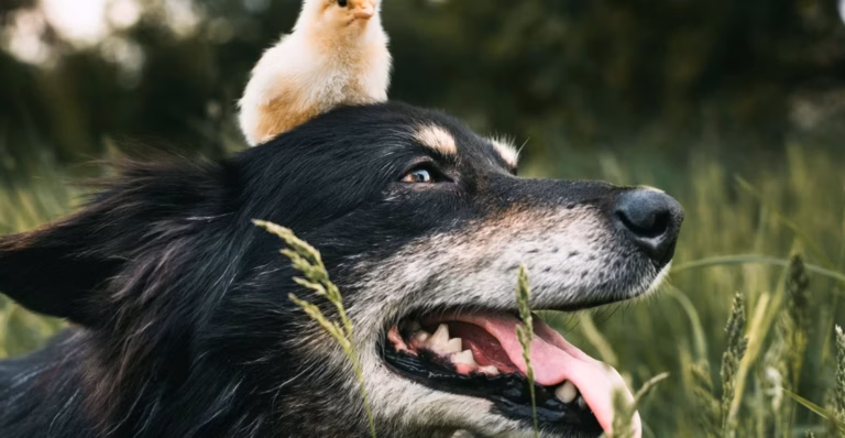Présidentielle 2027 : l’essor du bien-être animal au cœur des débats à l&rsquo;Élysée
