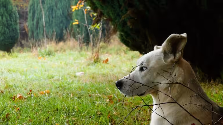 Refuge pour chiens sans famille : présentation de l&rsquo;établissement