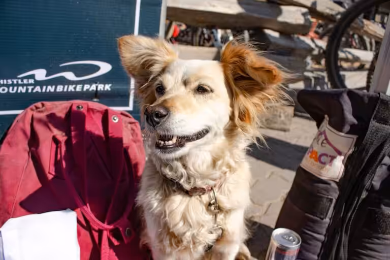 Voyagez léger avec votre chien : sac de transport pour animaux à moins de 30 € pour des vacances sereines