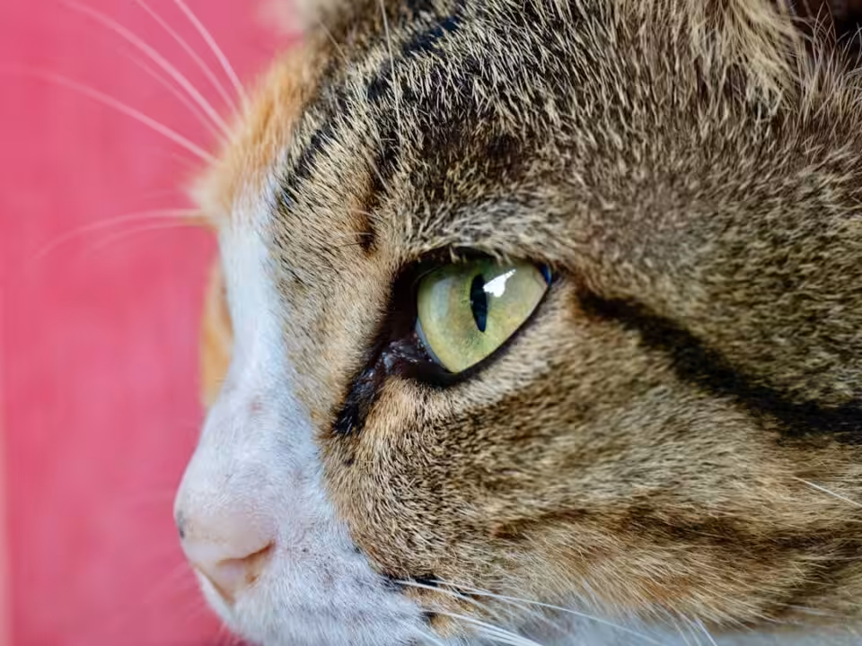 Chat avec un œil rouge : quand consulter le vétérinaire
