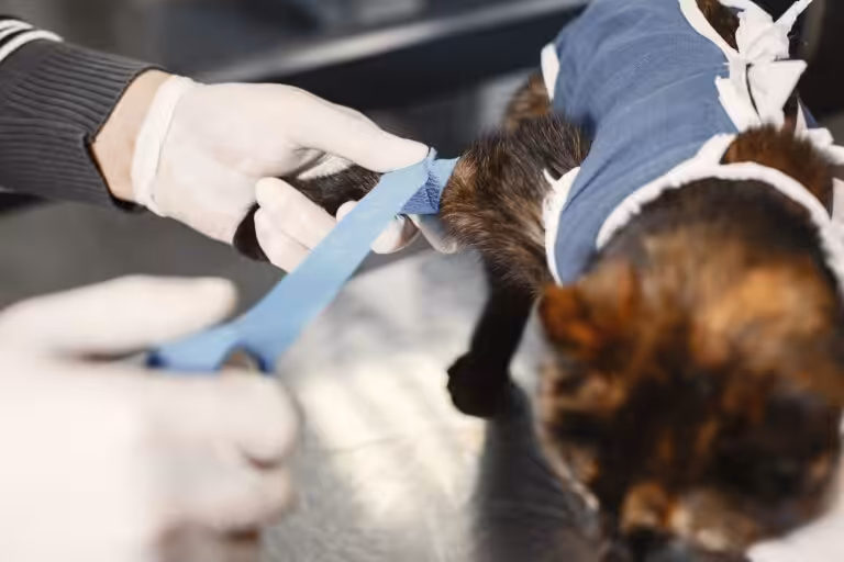 Urgences animalières : dernières nouvelles et informations essentielles