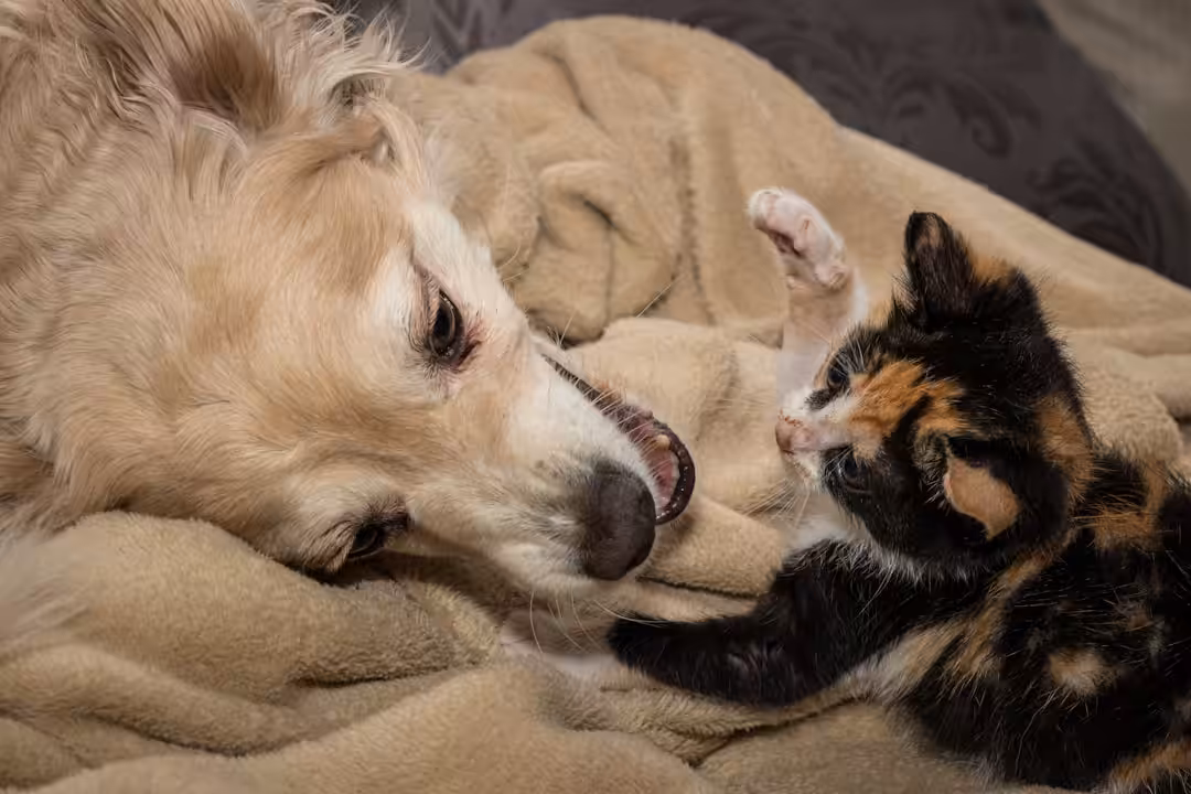 Chien et chat seuls pendant la canicule : 4 contrôles indispensables avant de quitter la maison toute la journée